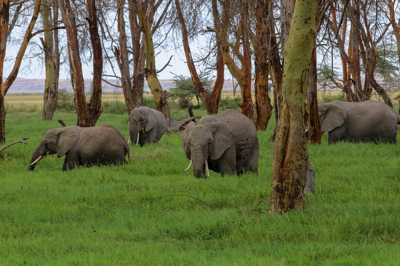 Amboseli National Park Day Tour